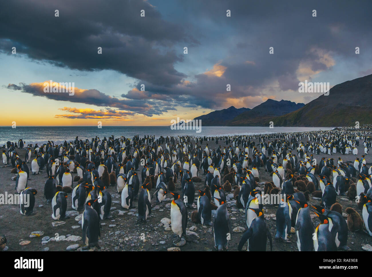 A fantastic sunset over St Andrews Bay in South Georgia. / THOUSANDS of King penguins have been captured dominating one of Britain’s most far-flung an Stock Photo