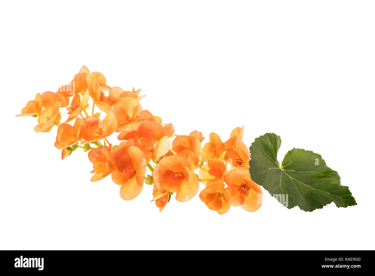 Floral composition of orange Begonia flowers isolated over white Stock Photo