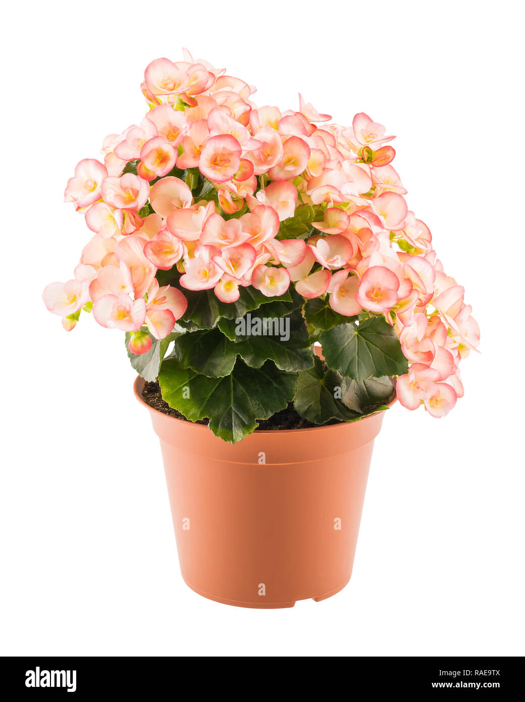 Pink blossoming begonia in the brown flowerpot isolated on white background Stock Photo