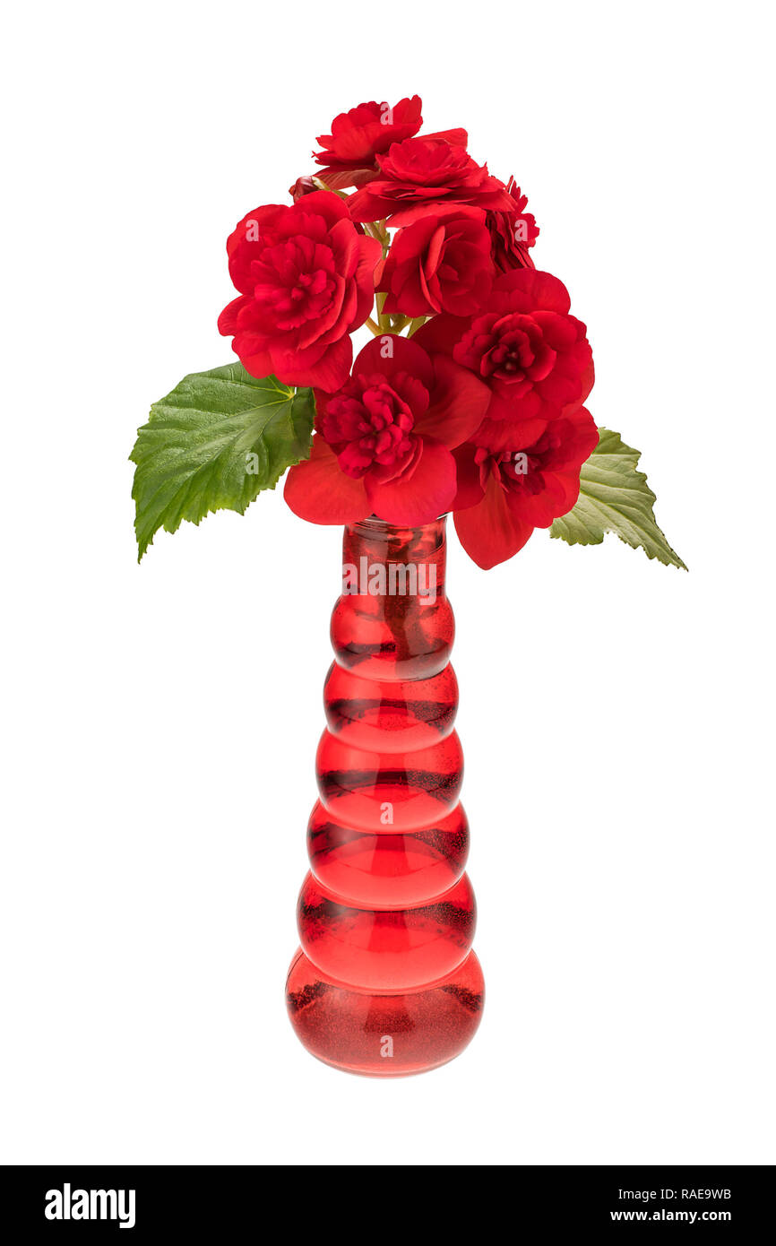 Red flowers in vase isolated over white Stock Photo Alamy
