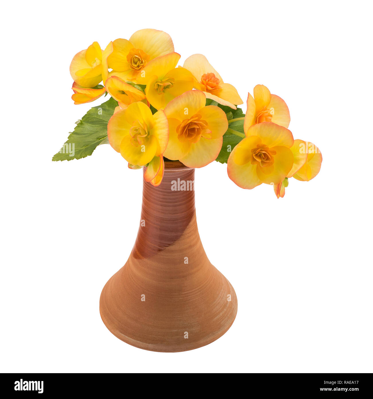 Yellow flowers in vase isolated over white Stock Photo Alamy