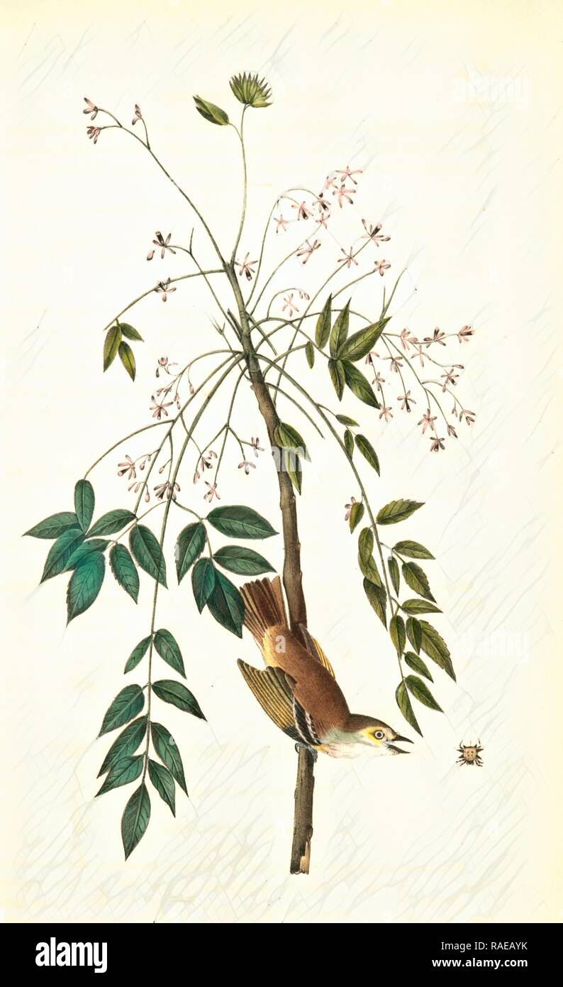 White-eyed Vireo, or Greenlet. Male. (Pride of China, or bead tree. Melia Azedarach.), Audubon, John James, 1785-185 reimagined Stock Photo