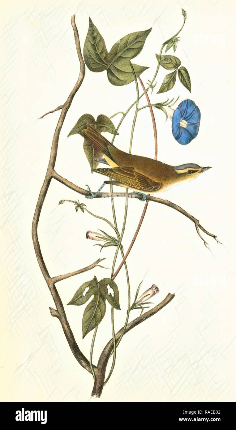 Bartram's Vireo, or Greenlet. Male. (Ipomea), Audubon, John James, 1785-1851 Reimagined by Gibon. Classic art with a reimagined Stock Photo