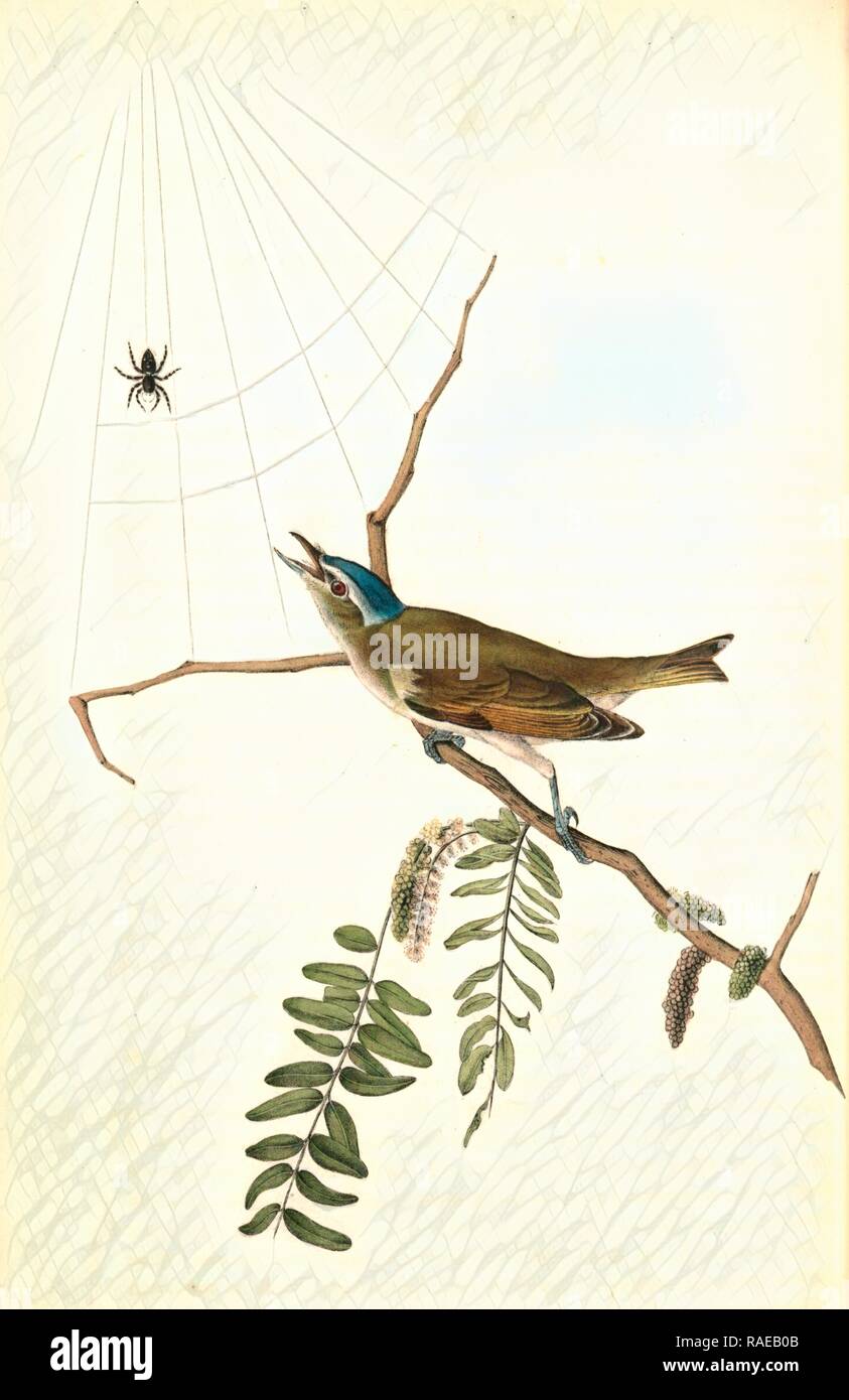 Red-eyed Vireo, or Greenlet. Male. (Honey-locust), Audubon, John James, 1785-1851 Reimagined by Gibon. Classic art reimagined Stock Photo