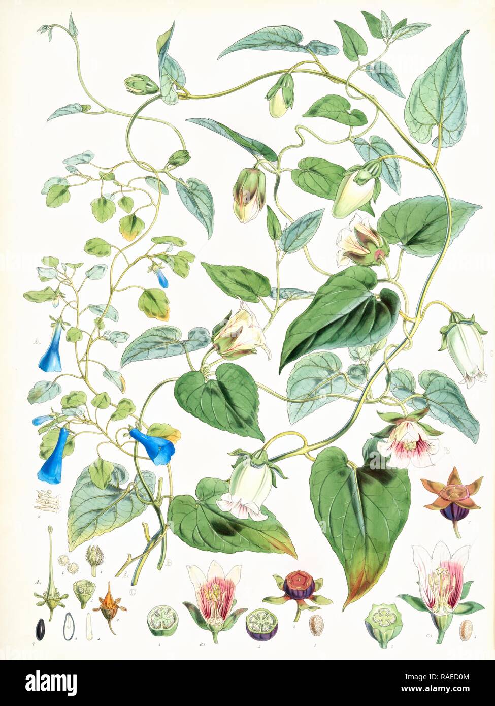 A. C. Gracilis, H. f. et T. , B. Codonopsis (Campanumcea) Javanica, H.f. et T. C. C. Inflata, H.f. & T., Fitch, W. H reimagined Stock Photo