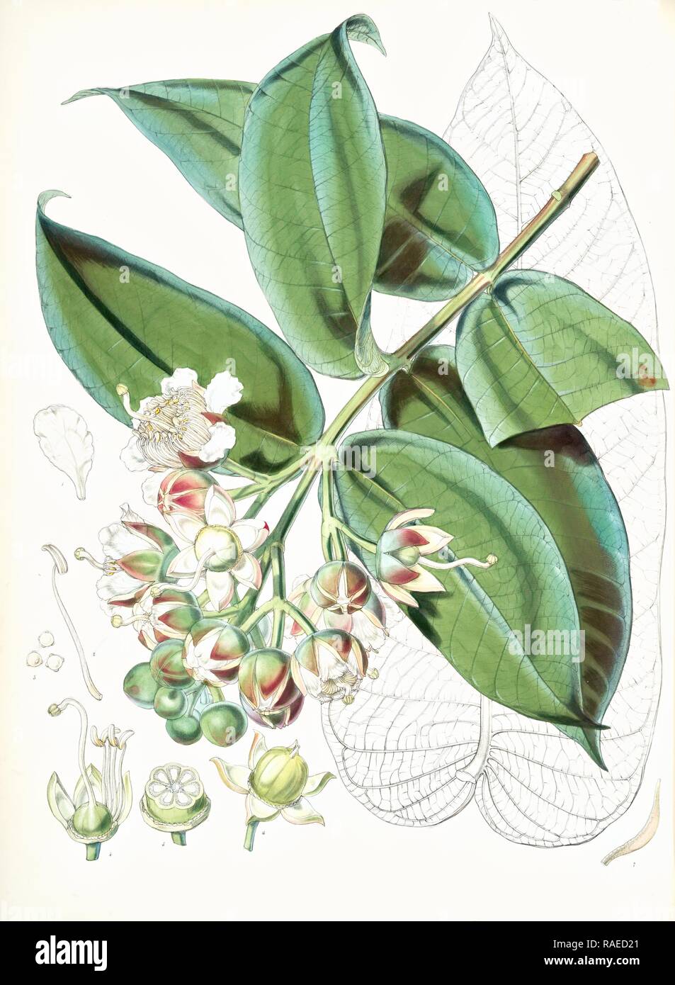 Duabanga Sonneratioides, Ham., Fitch, W. H. (Walter Hood) (1817-1892), (Engraver), Hooker, Joseph Dalton, Sir (1817- reimagined Stock Photo