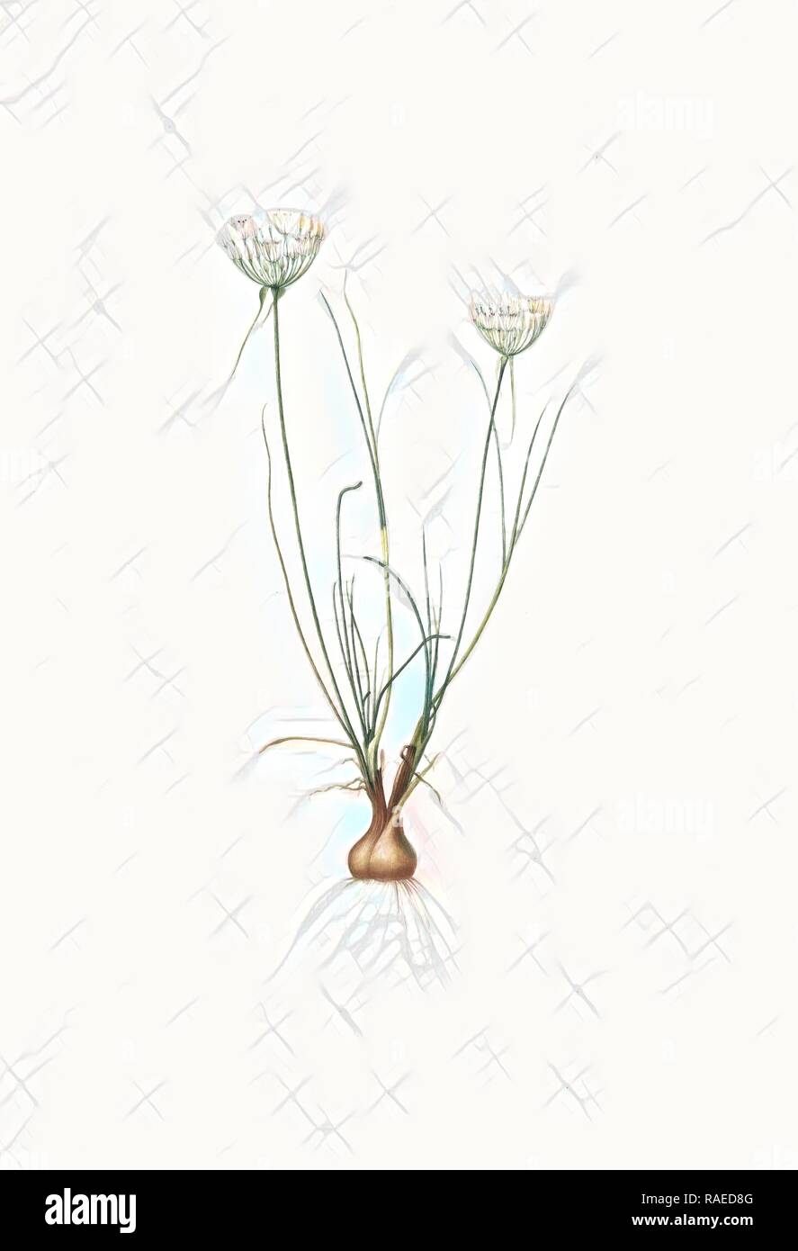 Allium moschatum, Ail musquè, Redouté, Pierre Joseph, 1759-1840, les liliacees, 1802 - 181. Reimagined Stock Photo