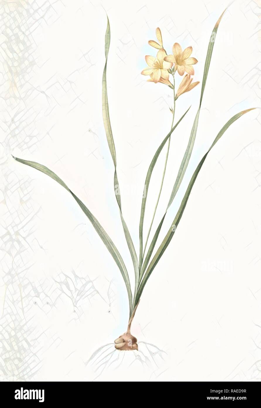 Gladiolus lineatus, Tritonia lineata, Glaïeul rayé, Lined Tritonia, Pencilled Corn-flag, Redouté, Pierre Joseph, 1759 reimagined Stock Photo