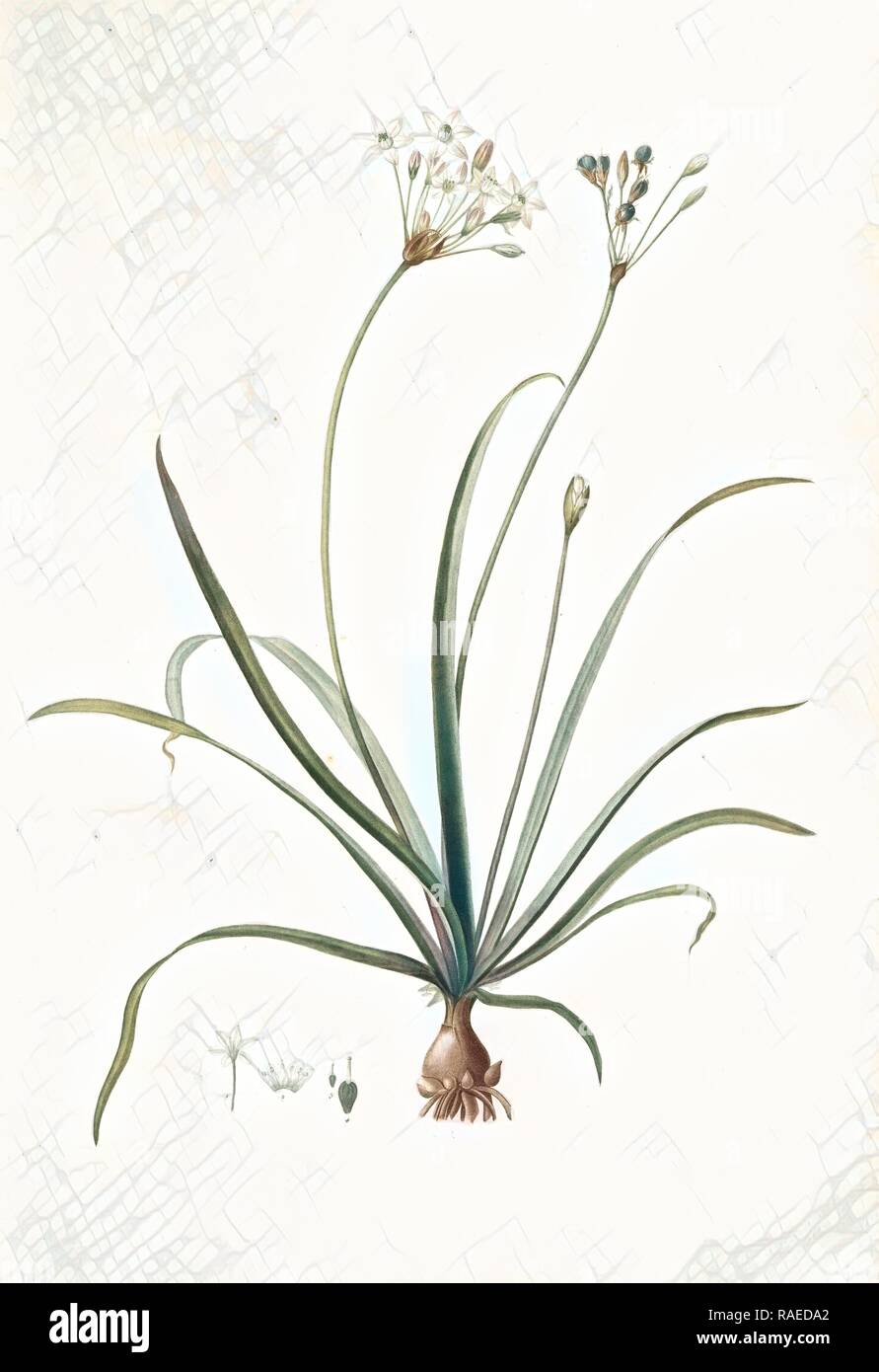 Allium fragrans, Ail parfumé, Fragrant onion, Redouté, Pierre Joseph, 1759-1840, les liliacees, 1802 - 181 reimagined Stock Photo