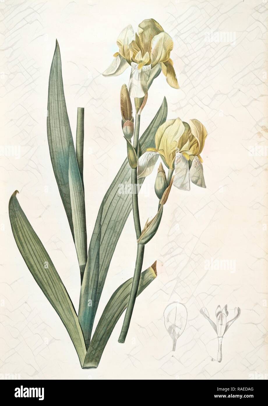 Fleurs Jaunes Stock Photos Fleurs Jaunes Stock Images Alamy