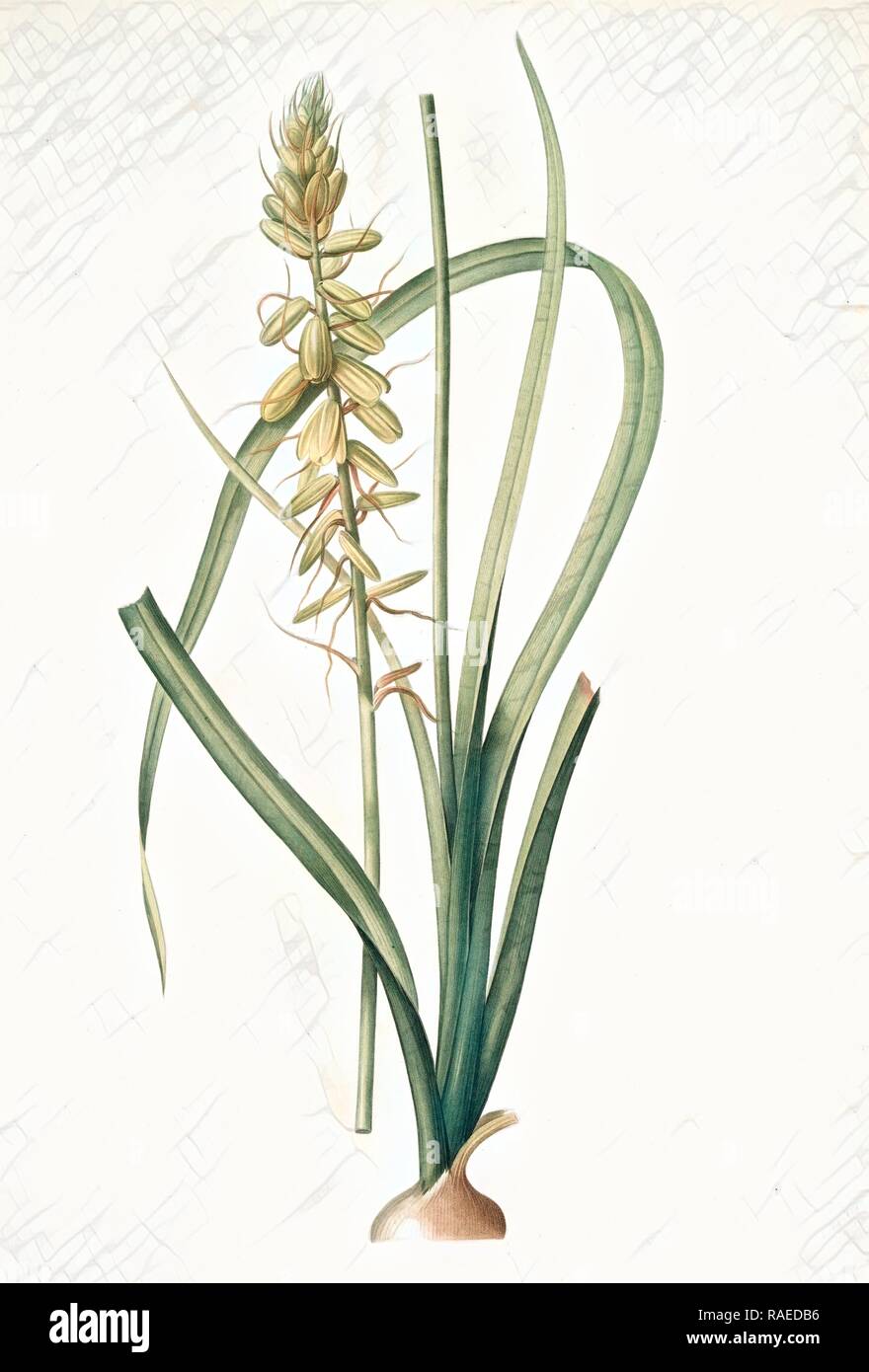 Albuca abyssinica, Albuca d'Abyssinie, Redouté, Pierre Joseph, 1759-1840, les liliacees, 1802 - 181. Reimagined Stock Photo
