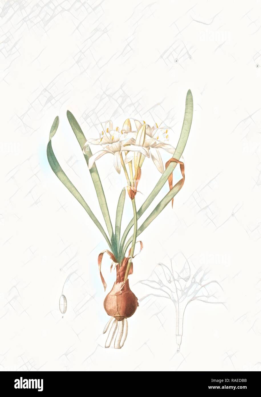 Pancratium maritimum, Pancrace maritime, Sea daffodil, Redouté, Pierre Joseph, 1759-1840, les liliacees, 1802 - 181 reimagined Stock Photo