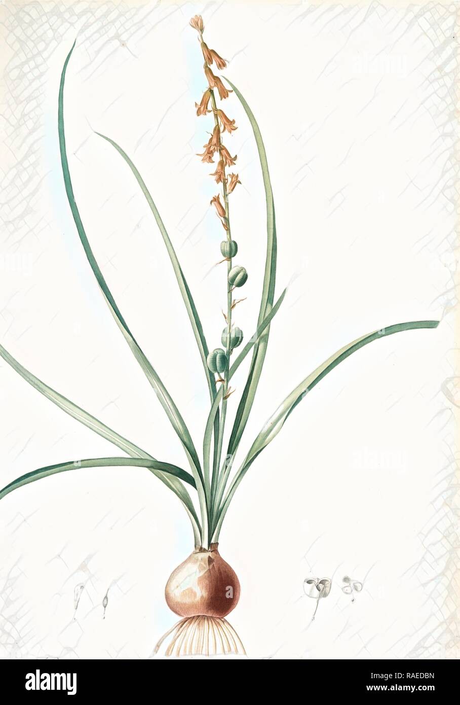 Hyacinthus serotinus, Dipcadi sp., Jacinthe tardive, Musk Hyacinth, Redouté, Pierre Joseph, 1759-1840, les liliacees reimagined Stock Photo
