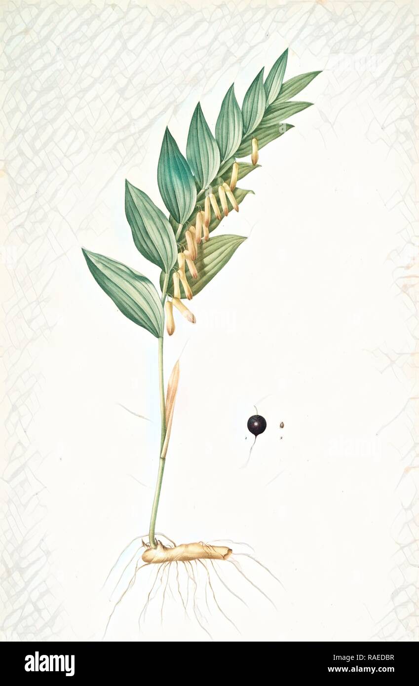 Polygonatum vulgare, Polygonatum officinale, Polygonatum sceau de Salomon, Common Solomon's Seal, Redouté, Pierre reimagined Stock Photo