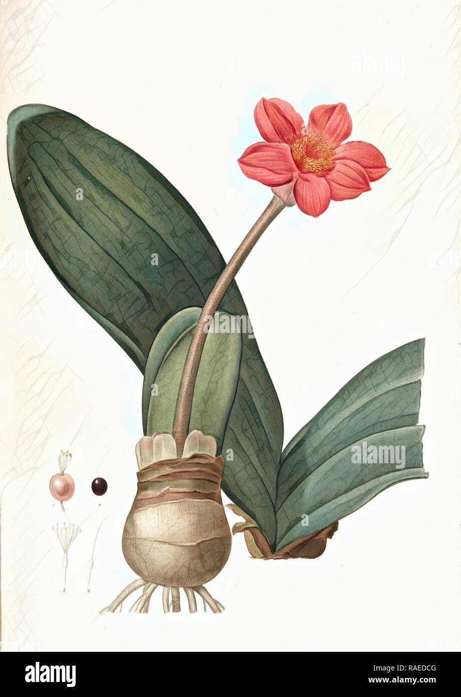 Haemanthus coccineus, Hémanthe écarlate, Blood Lily, Paint Brush, April Fool, Redouté, Pierre Joseph, 1759-1840, les reimagined Stock Photo