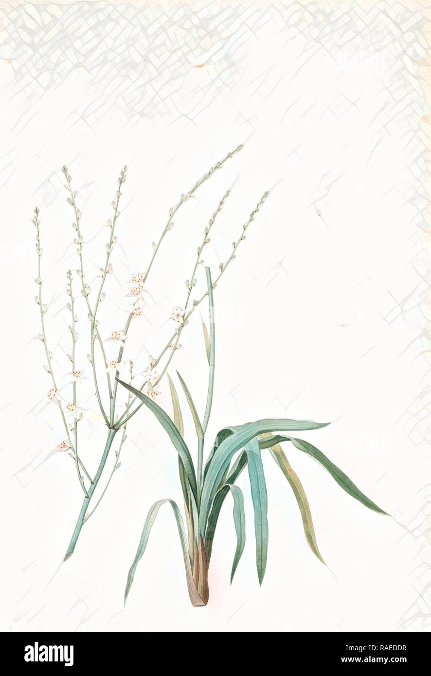 Phalangium elatum, Chlorophytum elatum, Phalangère élancée, Spider plant, Redouté, Pierre Joseph, 1759-1840, les reimagined Stock Photo