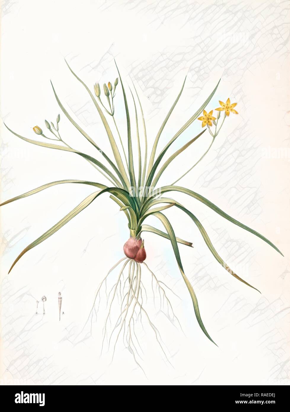 Hypoxia erecta, Hypoxis hirsuta, Hypoxis droite, Common Gold star, Redouté, Pierre Joseph, 1759-1840, les liliacees reimagined Stock Photo