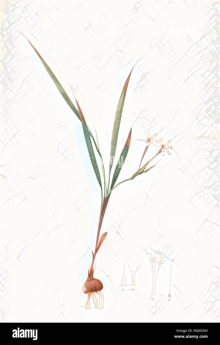 Gladiolus inclinatus, Babiana tubiflora, Glaïeul incliné, Long-tubed Babiana, Redouté, Pierre Joseph, 1759-1840, les reimagined Stock Photo