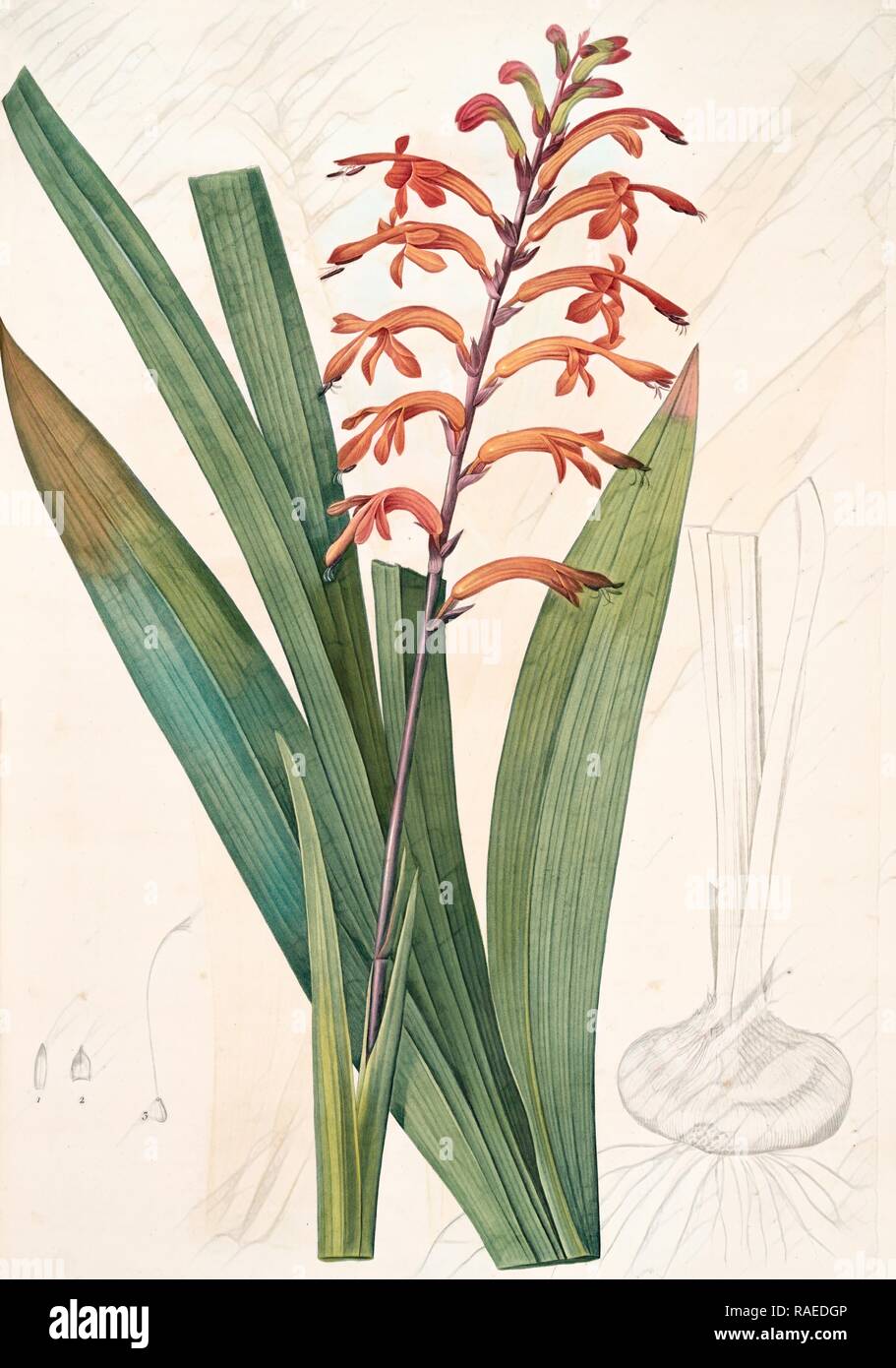 Antholyza praealta, Chasmanthe aethiopica, Antholyze élevée, Flag-leaved Antholyza, Redouté, Pierre Joseph, 1759-1840 reimagined Stock Photo