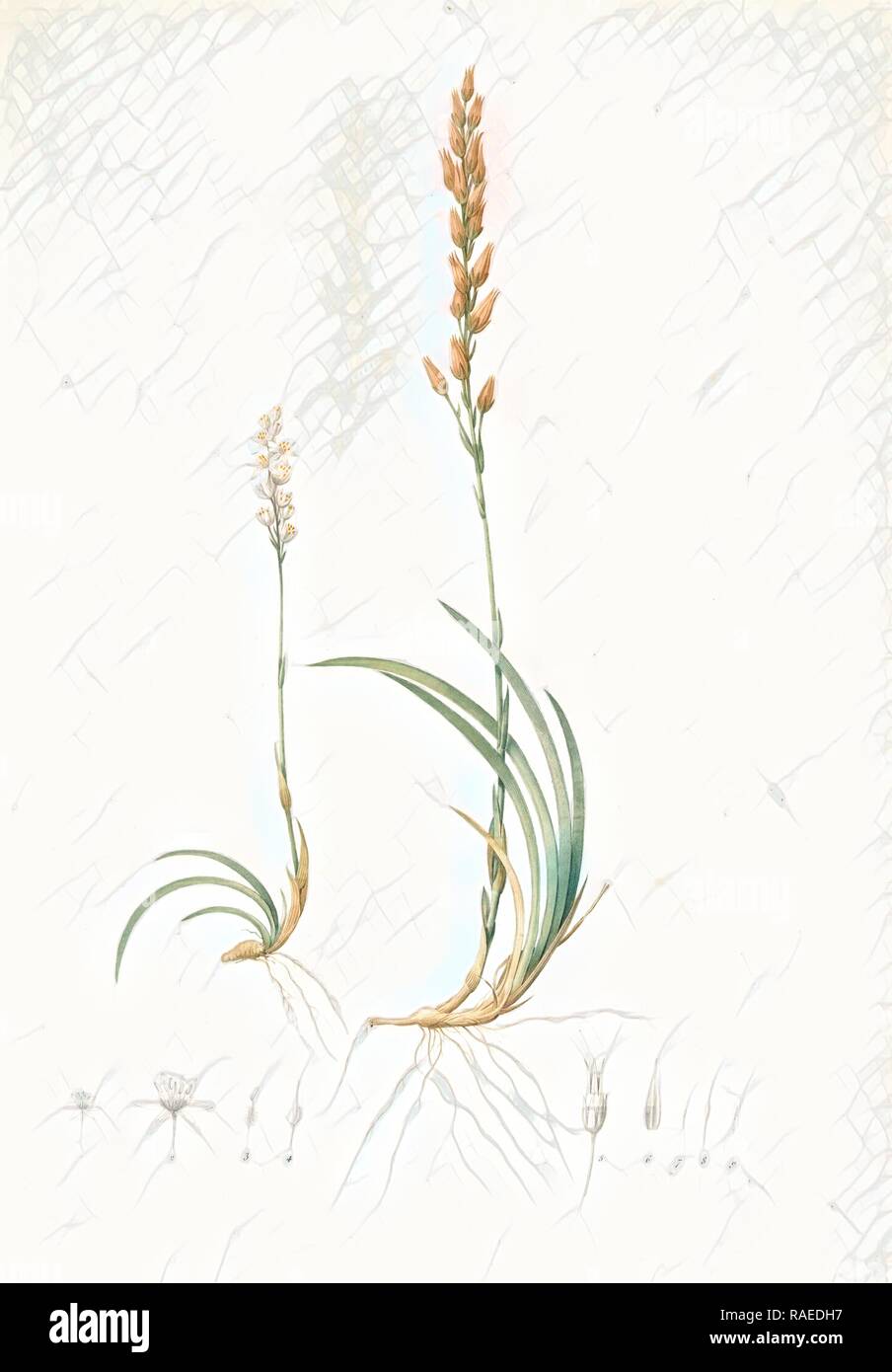 Abama ossifraga, Narthecium ossifragum, Abama des marais, Bog-Ashpodel, Redouté, Pierre Joseph, 1759-1840, les reimagined Stock Photo