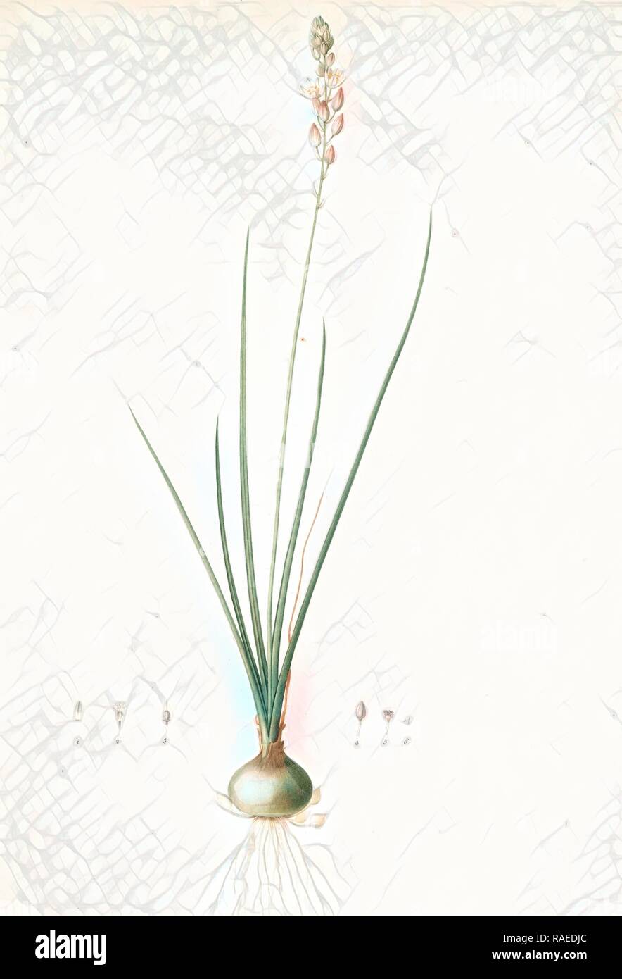 Ornithogalum tenuifolium, Ornithogalum graminifolium, Ornithogale à feuilles étroites, Rush-leaved Star of Bethlehem reimagined Stock Photo