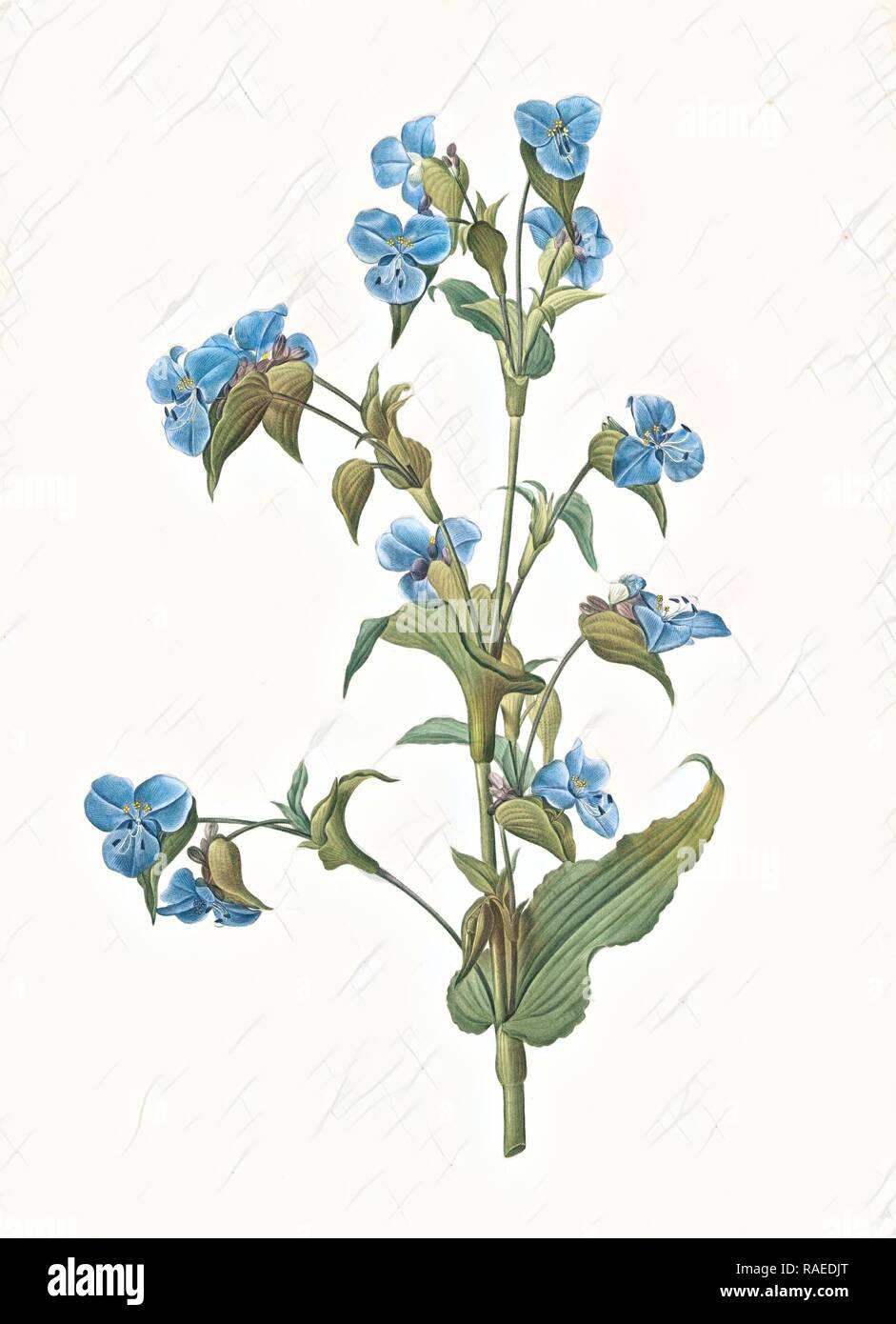 Commelina tuberosa, Commelina coelestis Comméline tubérose, Day-flower, Redouté, Pierre Joseph, 1759-1840, les reimagined Stock Photo
