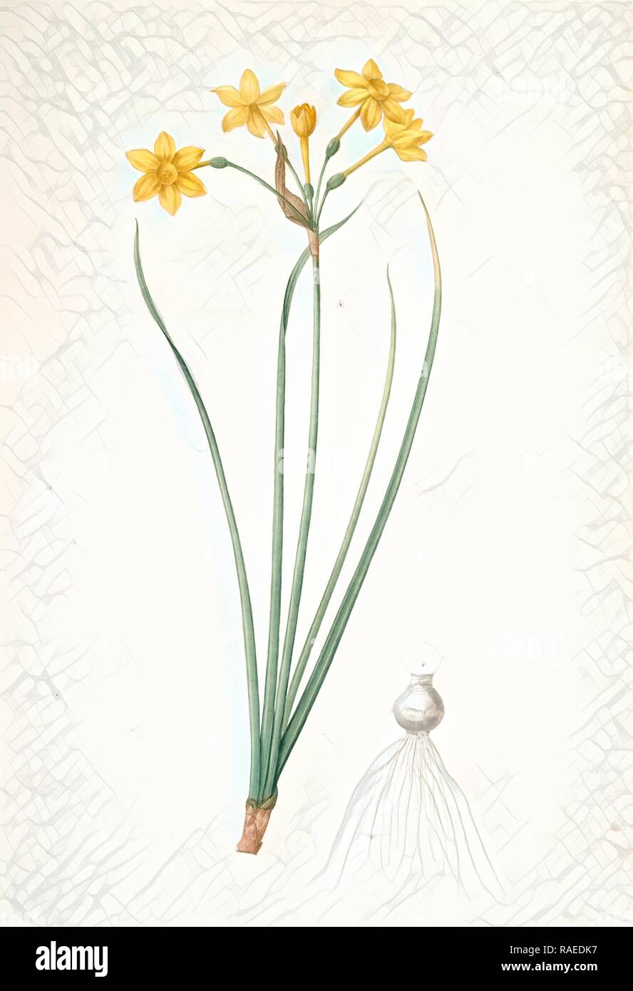 Narcissus jonquilla, Narcissus Jonquilla, Narcisse jonquille, Jonquil, Redouté, Pierre Joseph, 1759-1840, les reimagined Stock Photo