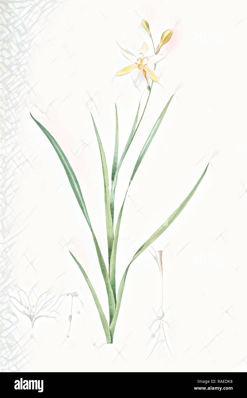 Ixia anemonae flora, Sparaxis bulbifera, Ixia fleur d'anémone, Wand flower, Redouté, Pierre Joseph, 1759-1840, les reimagined Stock Photo