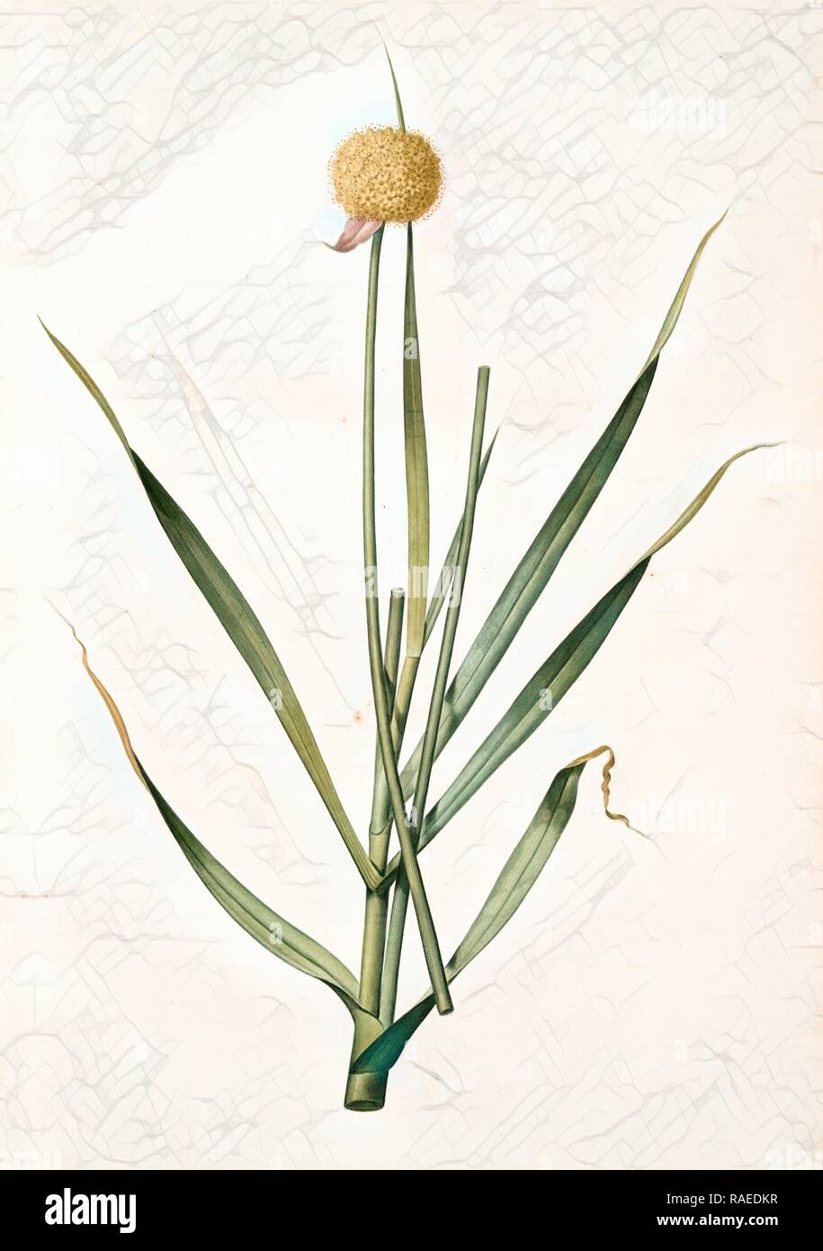 Allium obliquum, Ail oblique, Twisted-leaf garlic, Redouté, Pierre Joseph, 1759-1840, les liliacees, 1802 - 181 reimagined Stock Photo