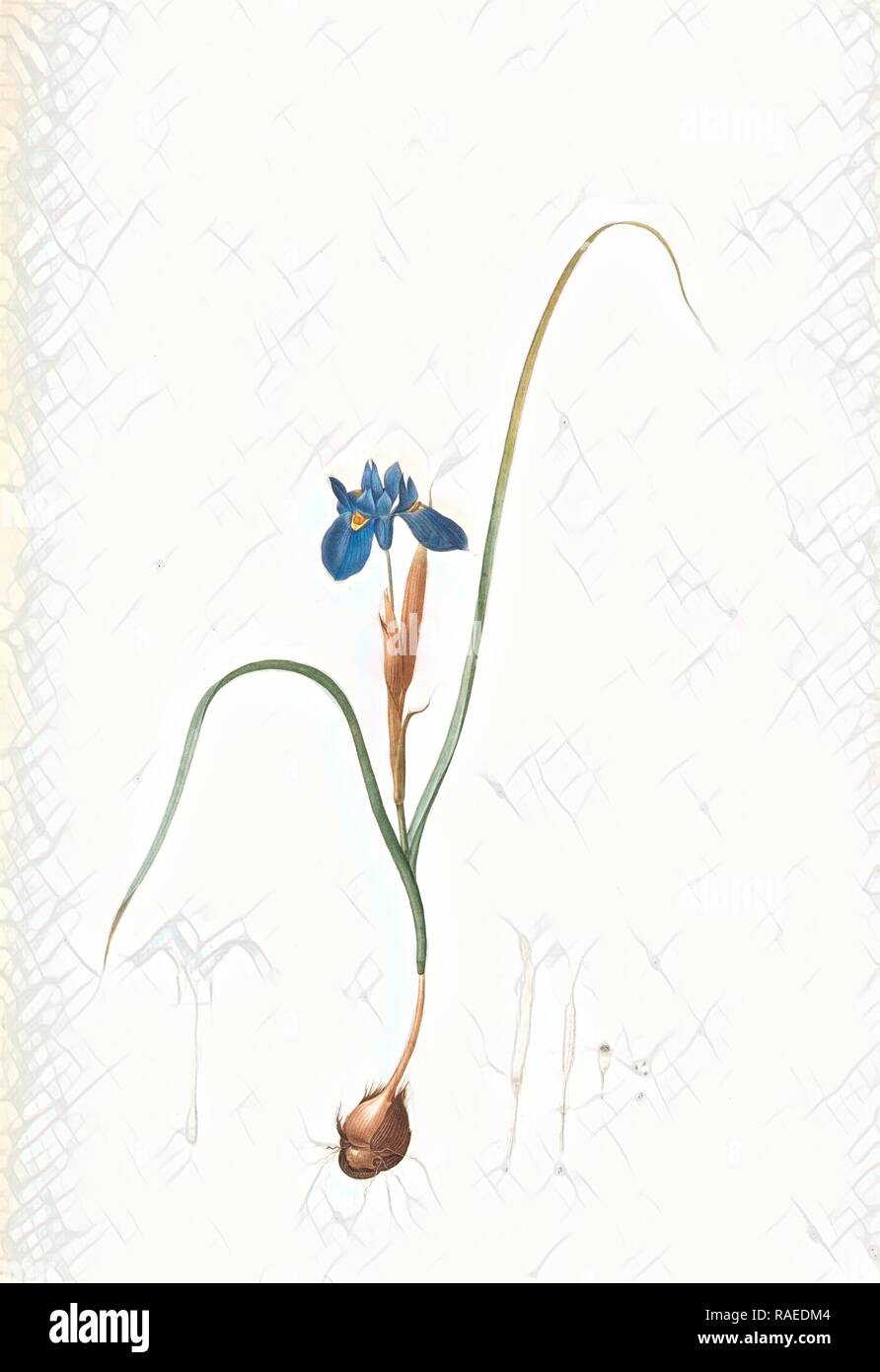 Iris Sisyrinchium, Iris double-bulbe, Redouté, Pierre Joseph, 1759-1840, les liliacees, 1802 - 181. Reimagined Stock Photo