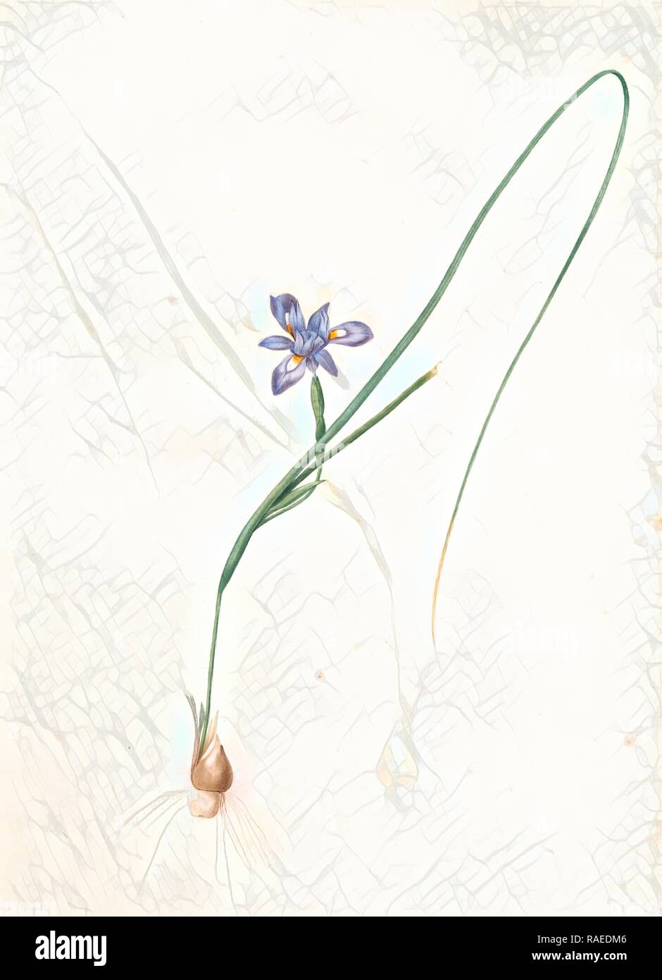 Iris Sisyrinchium, Iris double-bulbe à fleurs violet pâle, Spanish nut, Redouté, Pierre Joseph, 1759-1840, les reimagined Stock Photo