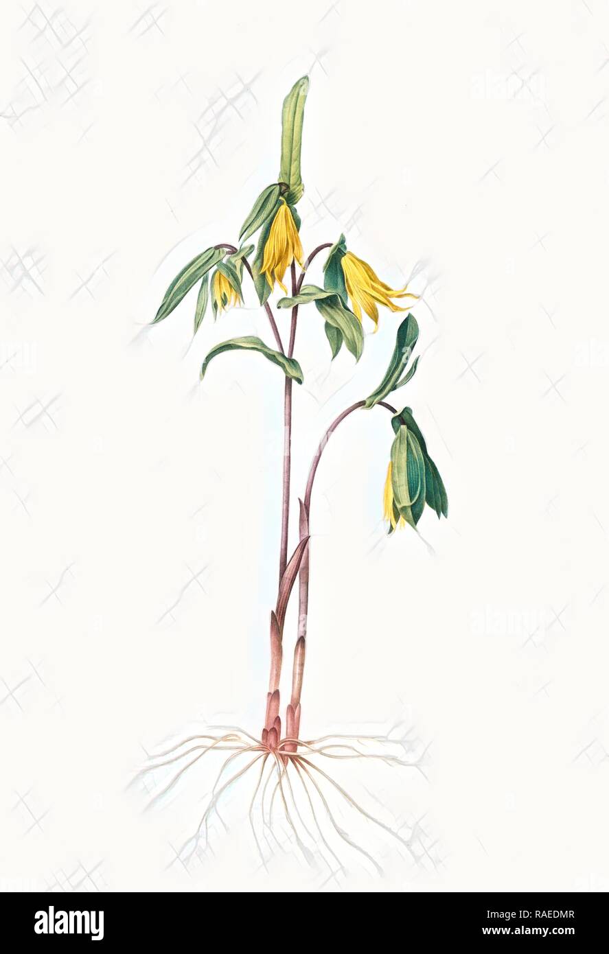 Uvularia perfoliata, Uvulaire perfolièe, Bellwort, Wild Oats, Merry-bells, Redouté, Pierre Joseph, 1759-1840, les reimagined Stock Photo