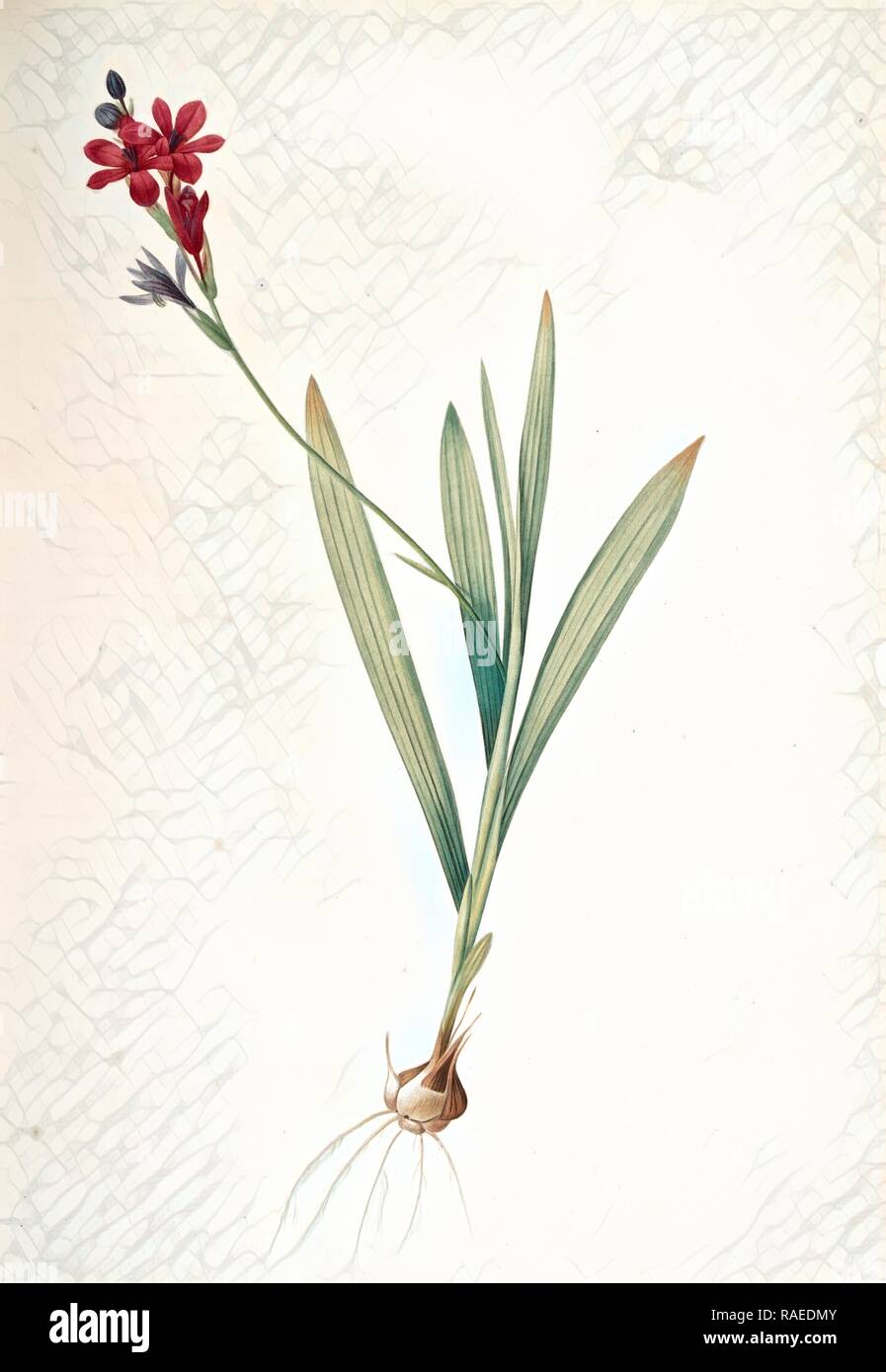 Gladiolus mucronatus, Babiana stricta, Glaïeul à petites pointes, Redouté, Pierre Joseph, 1759-1840, les liliacees reimagined Stock Photo