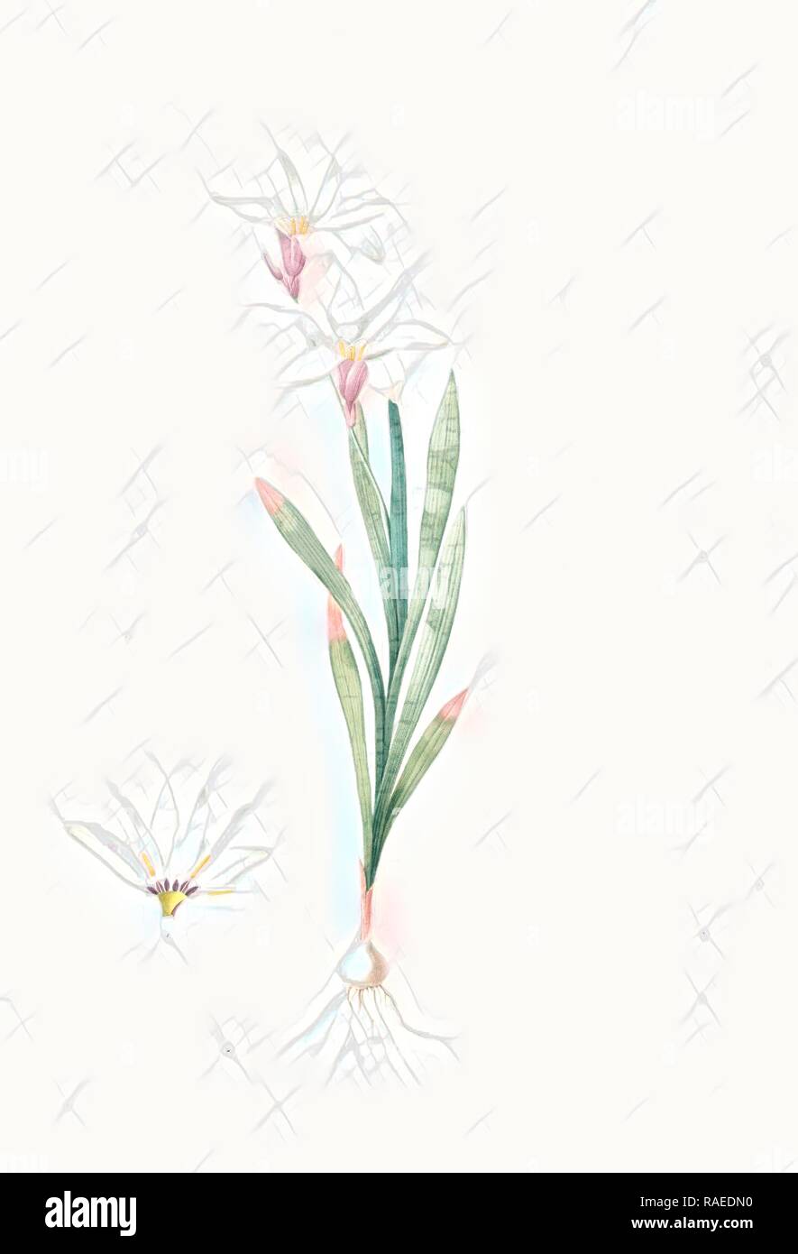 Ixia Liliago, Sparaxis grandiflora var. Liliago, Ixia fleur de lis, Wand-flower, Redouté, Pierre Joseph, 1759-1840 reimagined Stock Photo