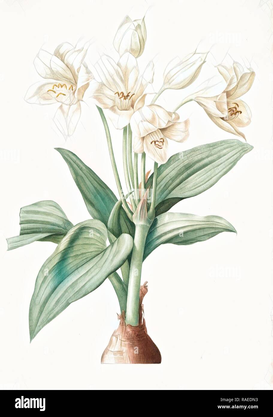 Crinum giganteum, Crinum gèant, Giant Spider Lily, Redouté, Pierre Joseph, 1759-1840, les liliacees, 1802 - 181 reimagined Stock Photo