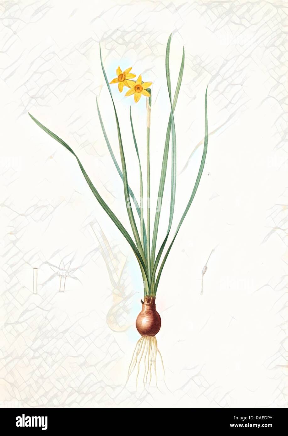 Narcissus radiatus, Narcissus Tazetta, Narcisse radiê, Redouté, Pierre Joseph, 1759-1840, les liliacees, 1802 - 181 reimagined Stock Photo