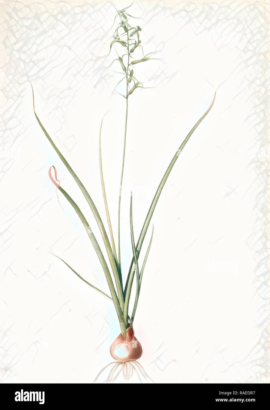Hyacinthus viridis, Dipcadi sp., Jacinthe verde, Redouté, Pierre Joseph, 1759-1840, les liliacees, 1802 - 181 reimagined Stock Photo