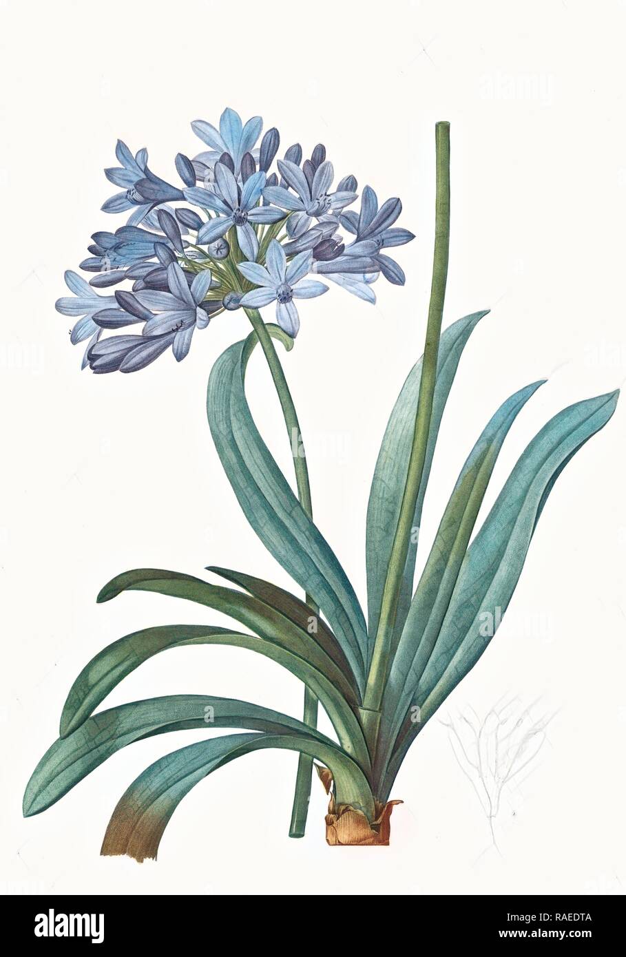 Agapanthus umbellatus, Agapanthus africanus, Lily-of-the Nile, Agapanthe en ombelle, Redouté, Pierre Joseph, 1759- reimagined Stock Photo