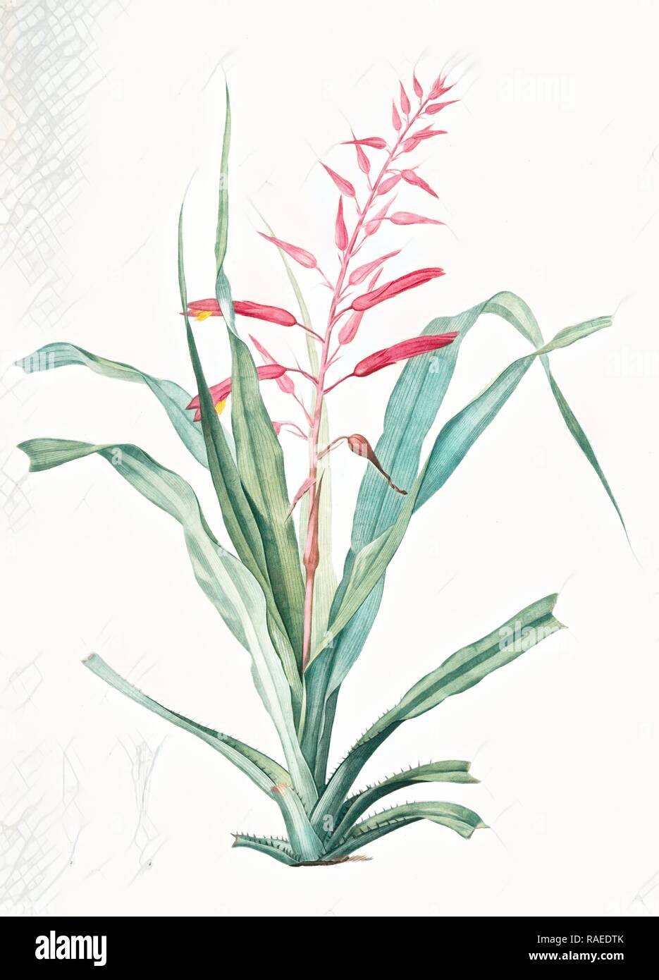 Pitcairnia bromeliaefolia, Pitcairnia faux-ananas, Scarlet colored pitcairnia, Redouté, Pierre Joseph, 1759-1840, les reimagined Stock Photo