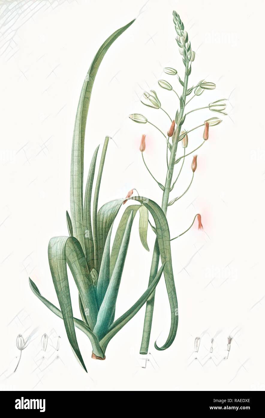 Albuca cornuta, Albuca altissima, Albuca cornue, Cape Asphodel, Albuca maxima, Redouté, Pierre Joseph, 1759-1840, les reimagined Stock Photo