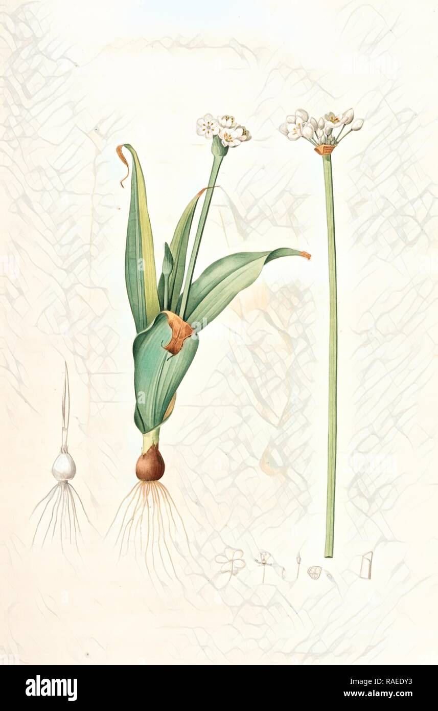 Allium sulcatum, Allium neapolitanum, Ail cannelé, Naples onion, Redouté, Pierre Joseph, 1759-1840, les liliacees reimagined Stock Photo