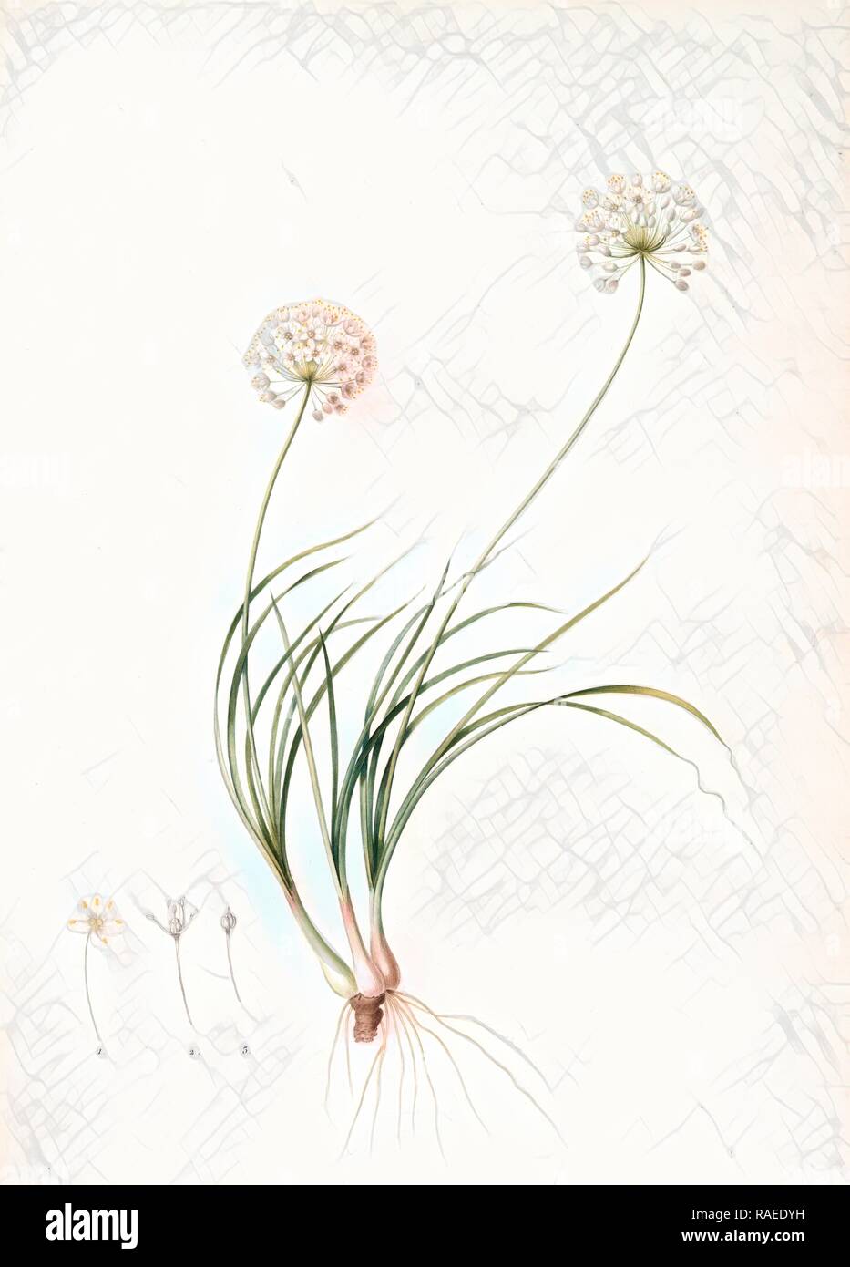 Allium denudatum, Ail dénudé, Redouté, Pierre Joseph, 1759-1840, les liliacees, 1802 - 181. Reimagined Stock Photo