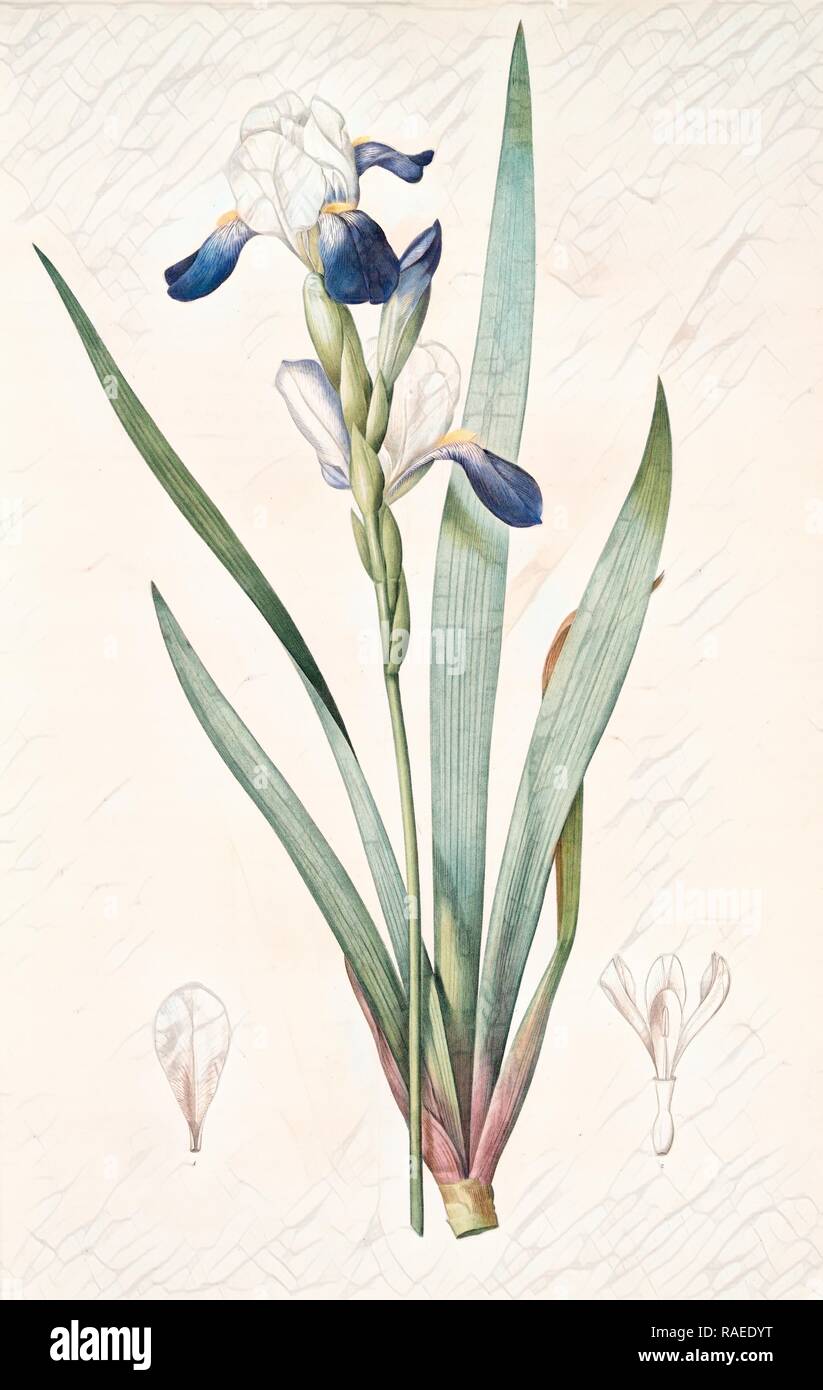 Iris amoena, Iris hybrida, Iris agréable, Bearded Iris, Redouté, Pierre Joseph, 1759-1840, les liliacees, 1802 - 181 reimagined Stock Photo
