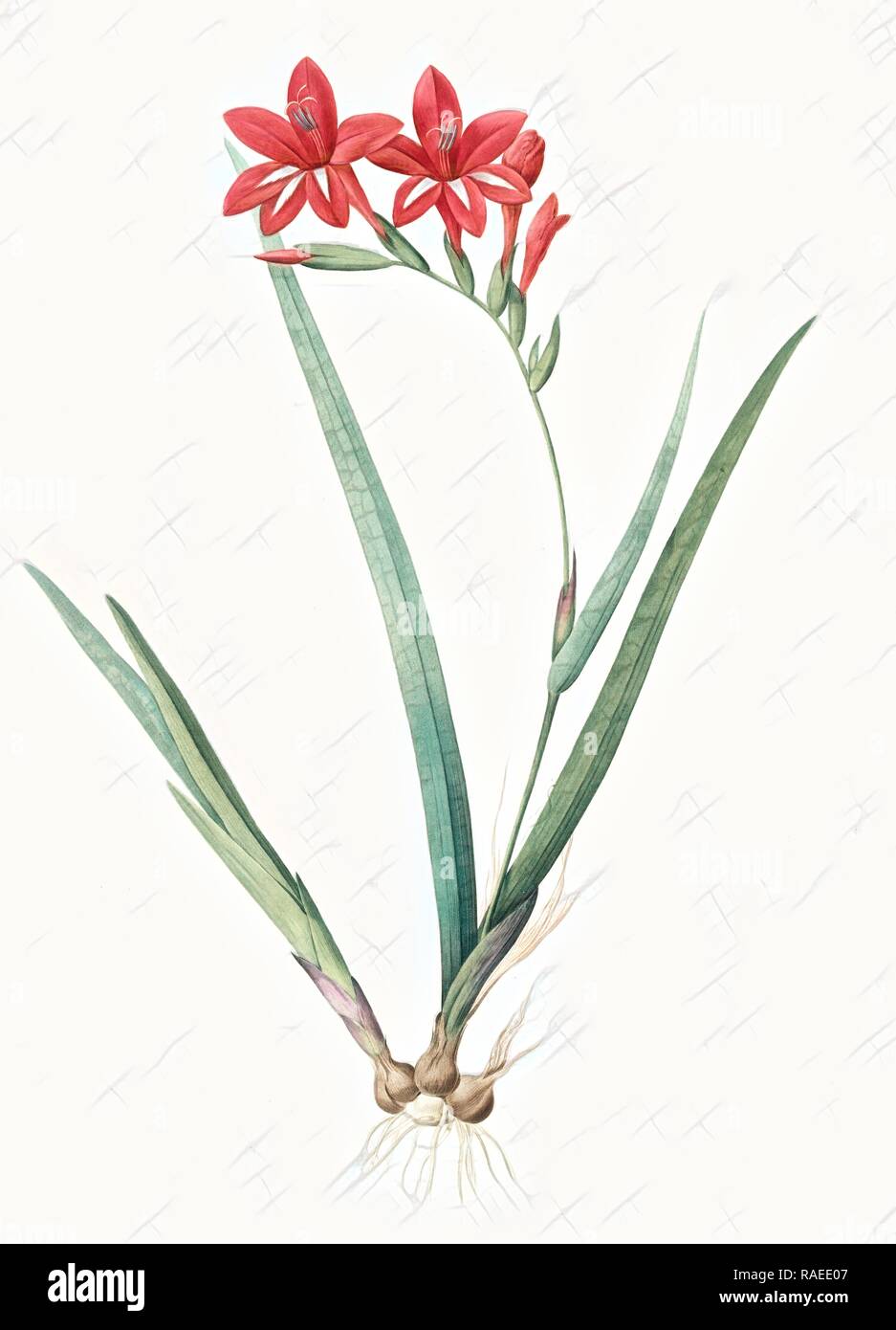 Gladiolus cardinalis, Glaieul cardinal, Waterfall Gladiolus, New Year Lily, Superb Gladiolus, Redouté, Pierre Joseph reimagined Stock Photo