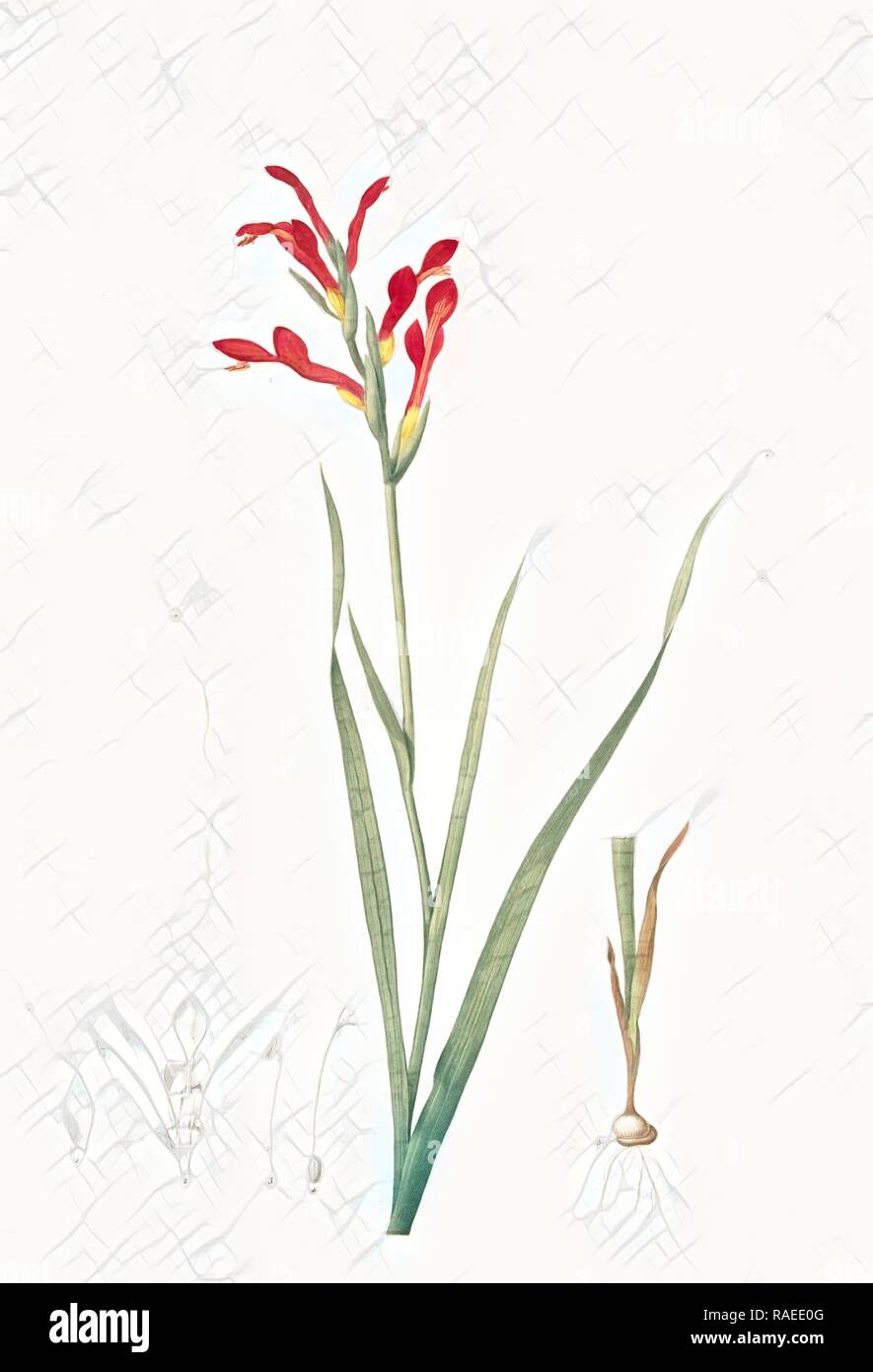 Antholyza cunonia, Antholyse papilionacée, Gladiolus, Sword Lily, Corn flag, Scarlet-flowered Antholyza, Redouté reimagined Stock Photo
