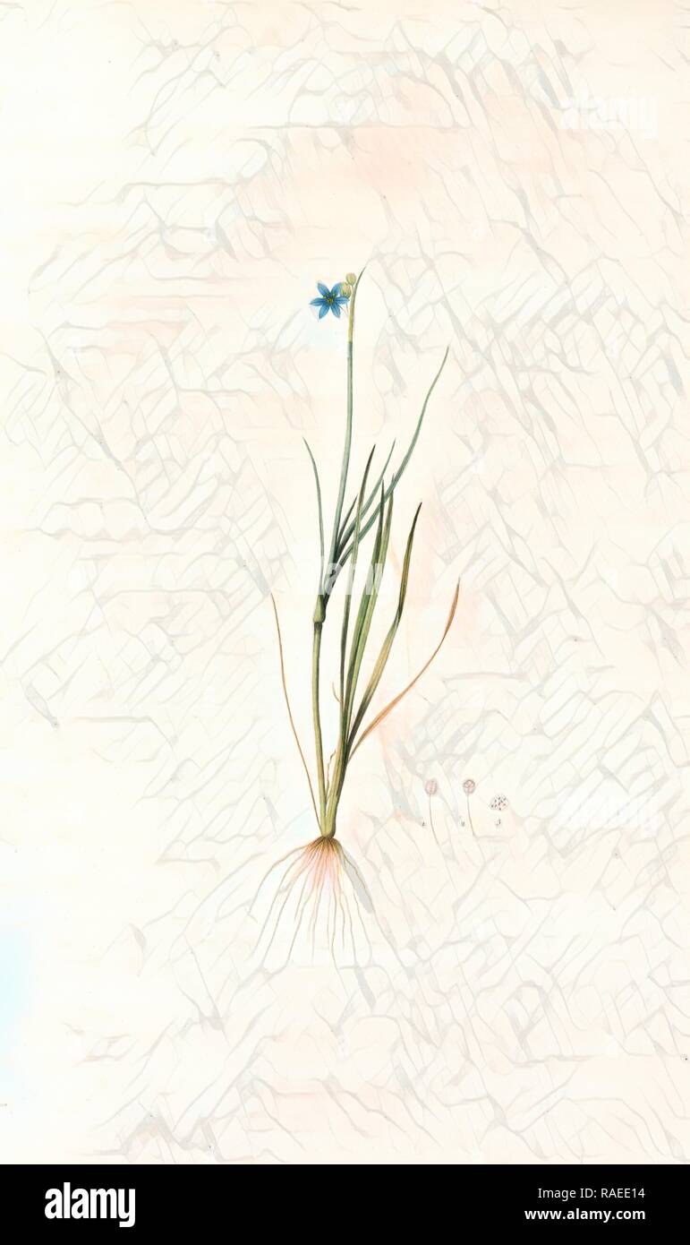 Sisyrinchium gramineum, Sisyrinchium angustifolium, Bermudienne à petites fleurs, Blue-eyed Grass, Redouté, Pierre reimagined Stock Photo