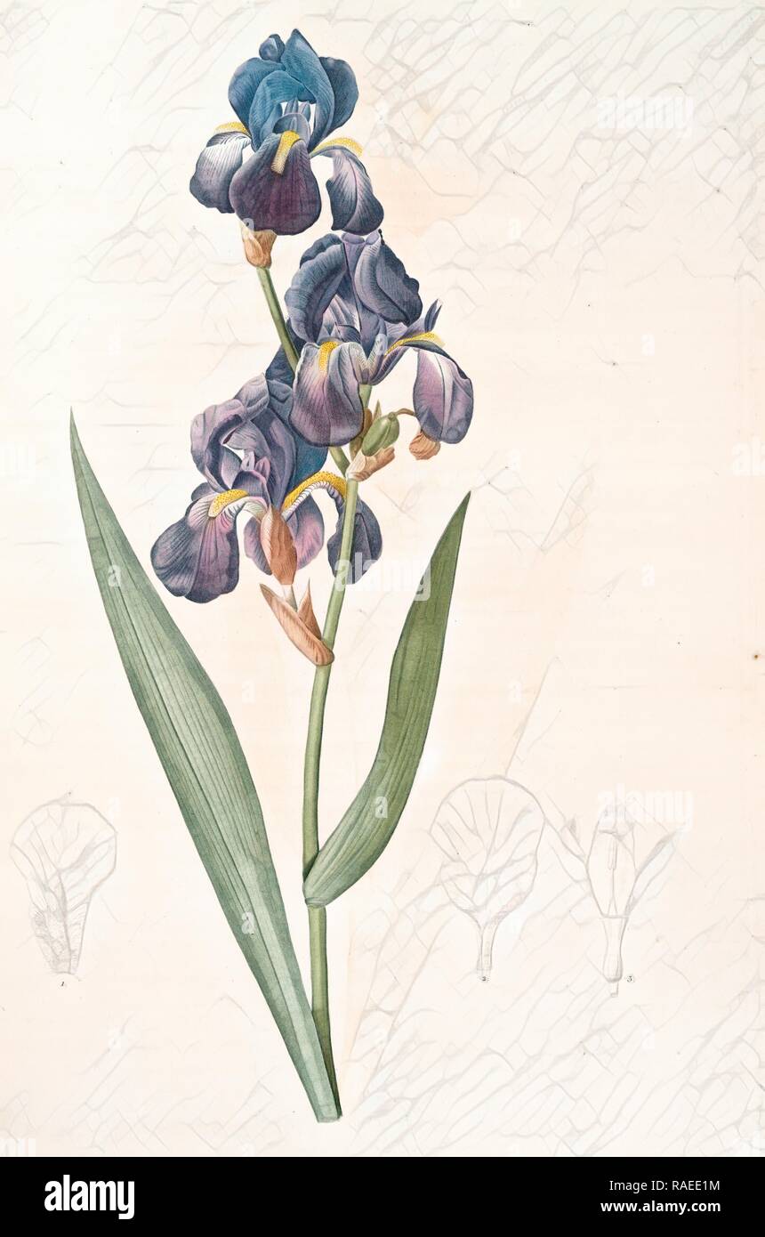 Iris plicata, Iris plissé, Redouté, Pierre Joseph, 1759-1840, les liliacees, 1802 - 181. Reimagined by Gibon. Classic reimagined Stock Photo