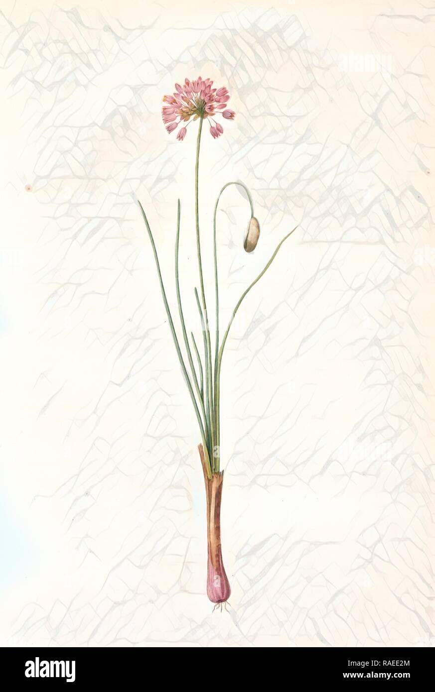 Allium bisulcum, Allium Stellerianum, Ail à deux sillons, Prairie onion, Redouté, Pierre Joseph, 1759-1840, les reimagined Stock Photo