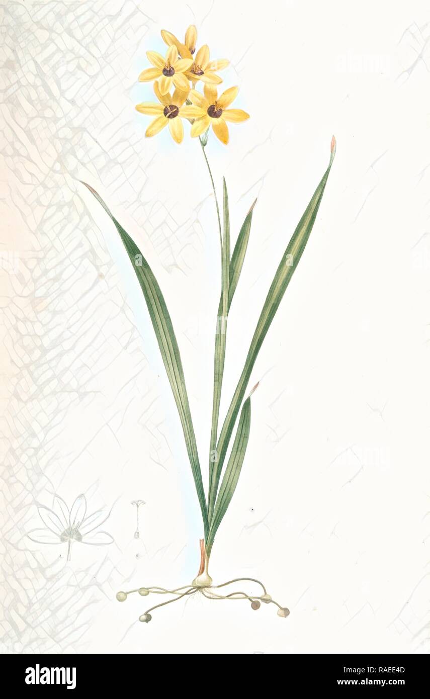 Ixia fusco-citrina, Ixia maculata, Ixia jaune et brun, African cornlily, Redouté, Pierre Joseph, 1759-1840, les reimagined Stock Photo