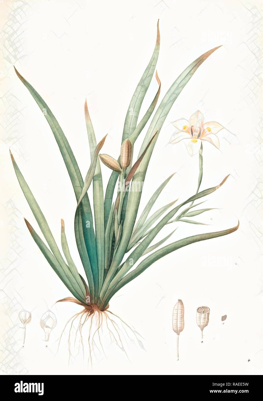 Moraea iridioides, Morée faux-iris, African Iris, Redouté, Pierre Joseph, 1759-1840, les liliacees, 1802 - 181 reimagined Stock Photo